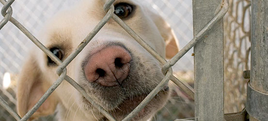 Dog in a cage