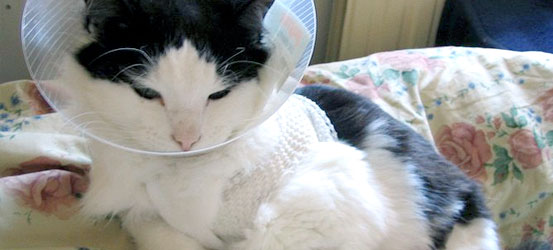 Cat in medical collar
